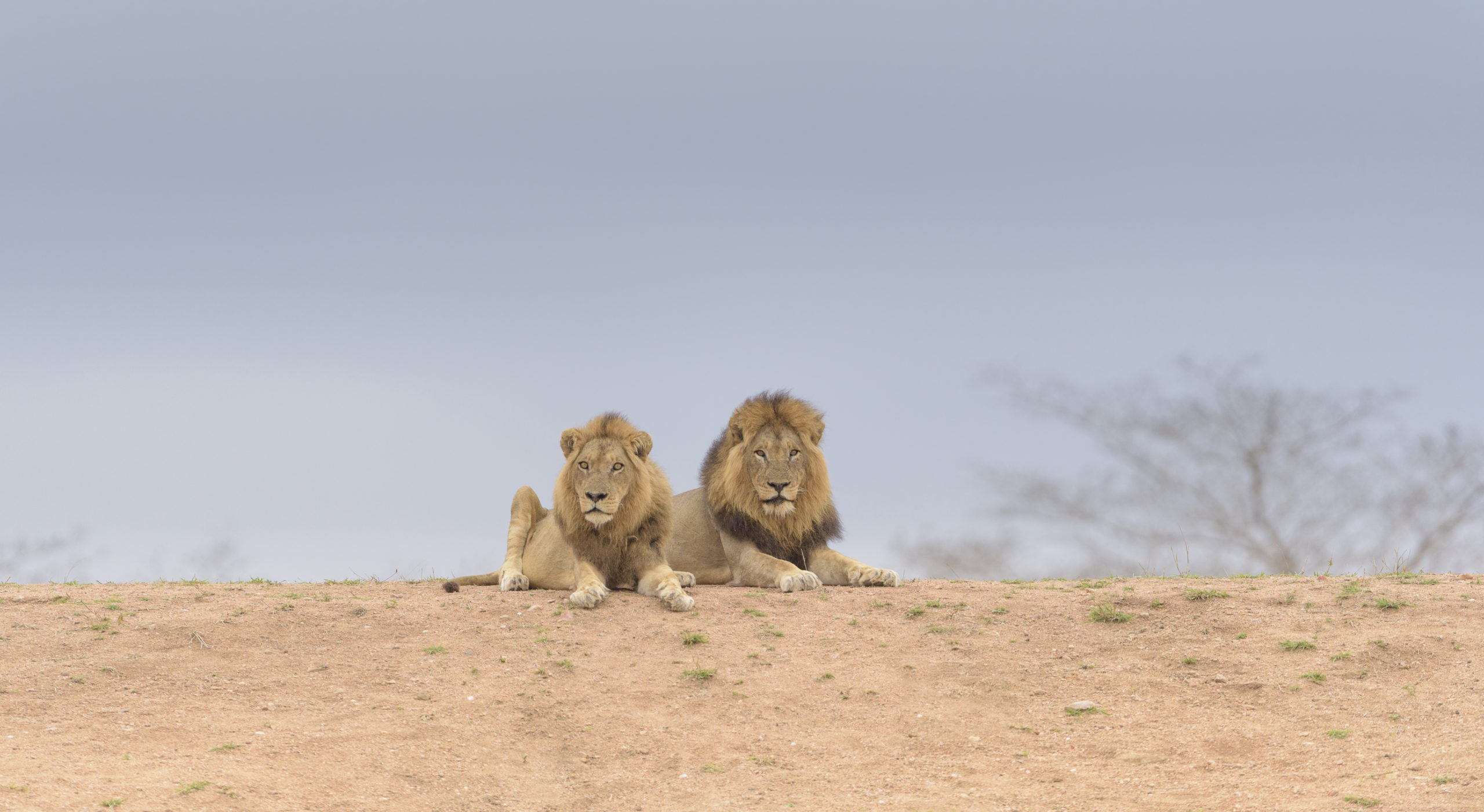 Smart Working ist nicht länger eine Option, sondern ein strategischer Faktor. Unternehmen brauchen zuverlässige, flexible und sichere Werkzeuge, um die Kontinuität ihres Geschäftsbetriebs jederzeit und überall zu gewährleisten.
