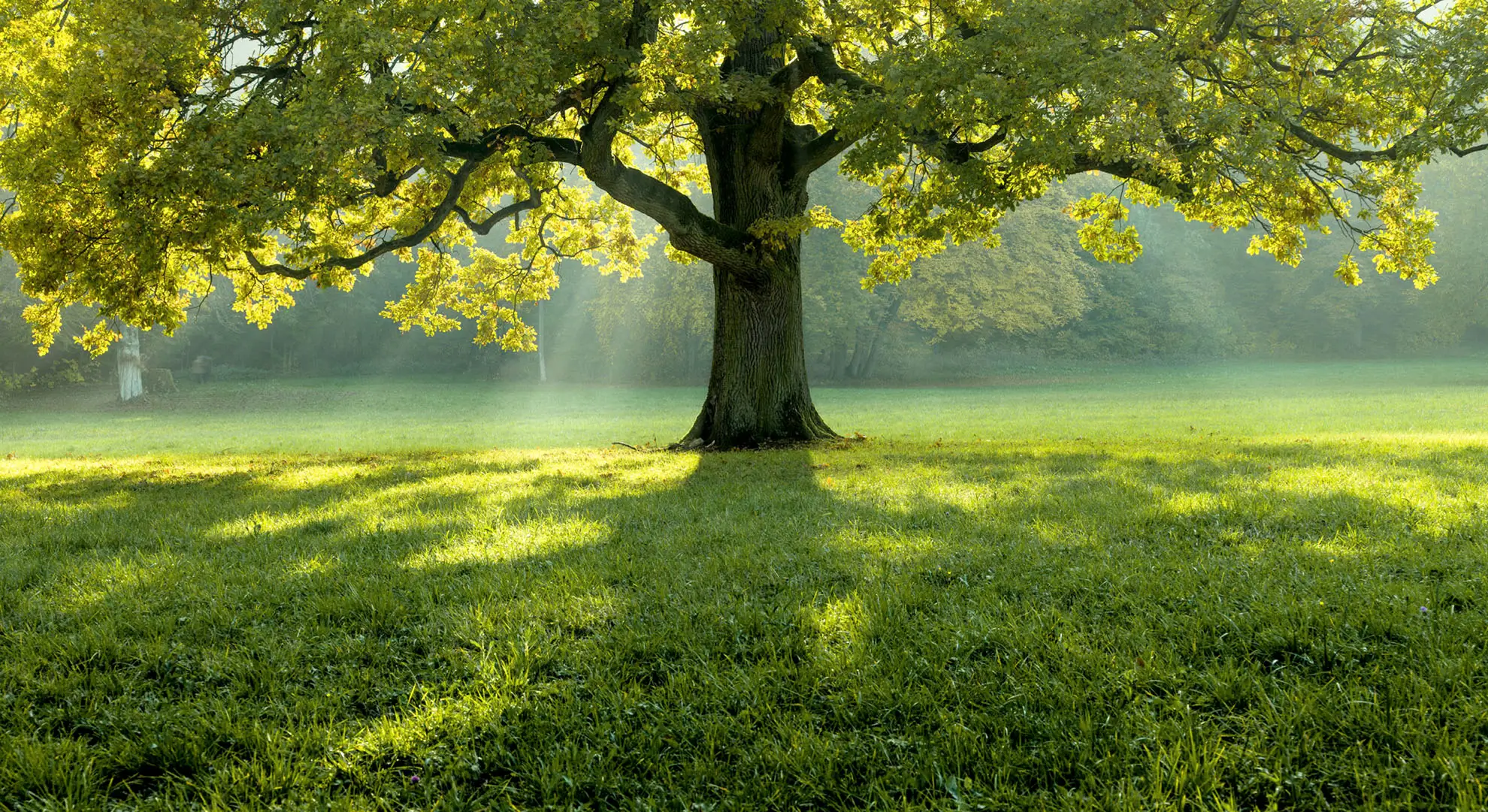 Das ESG-Rating oder Nachhaltigkeitsrating ist eine synthetische Bewertung, mit der die Solidität einer Organisation unter dem Gesichtspunkt der Umwelt-, Sozial- und Unternehmensführung bescheinigt wird. Es stellt ein ergänzendes Instrument zu den traditionellen Ratings dar.